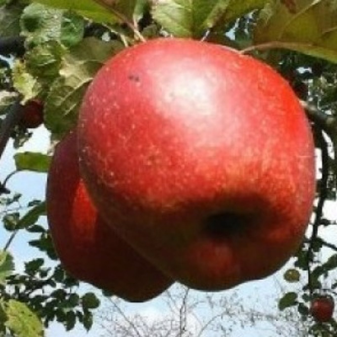 Äpple – Malus domestica 'Rode Boskoop' - C35 10/12 200 CM Stem